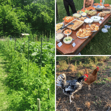 poules, jardins, cultiver et cuisine écolo
