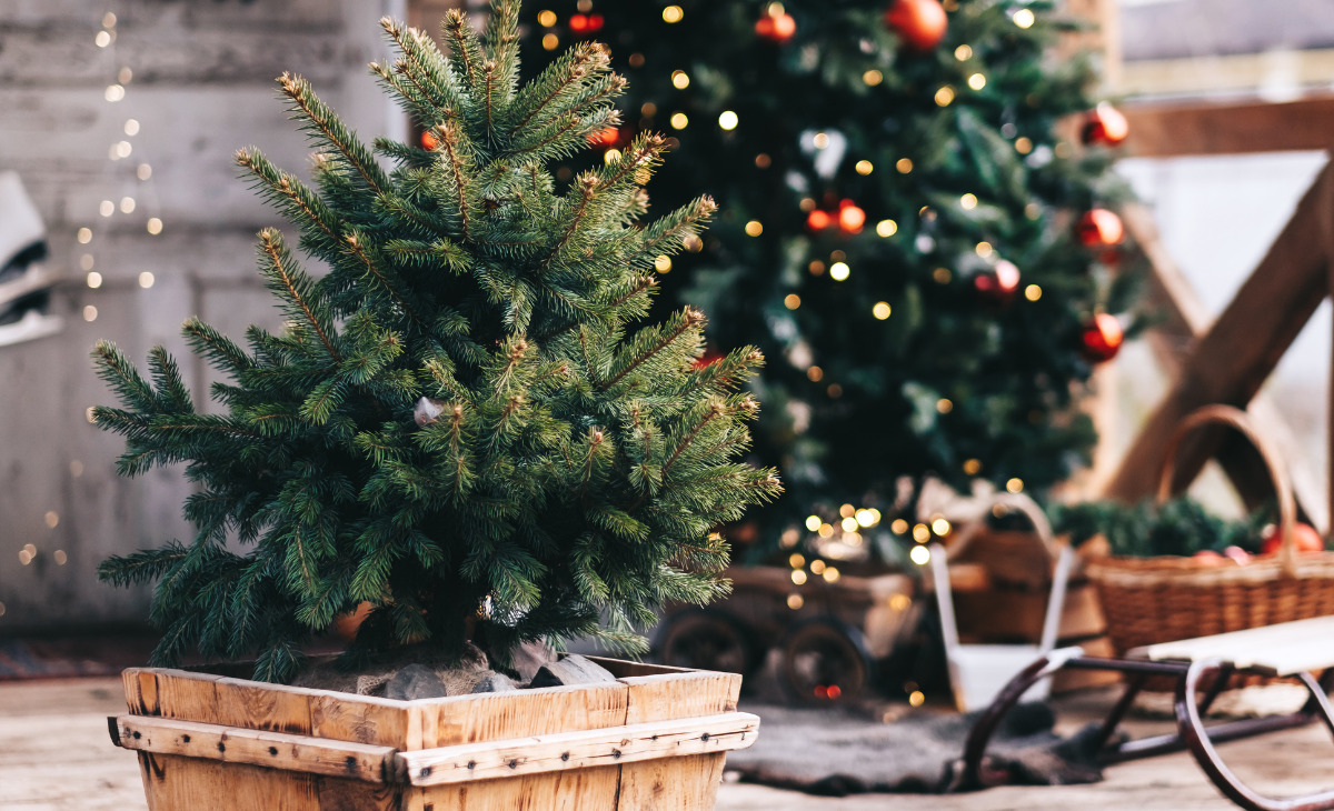 INSOLITE. Offrir un composteur d'appartement pour un Noël écologique, une  idée originale