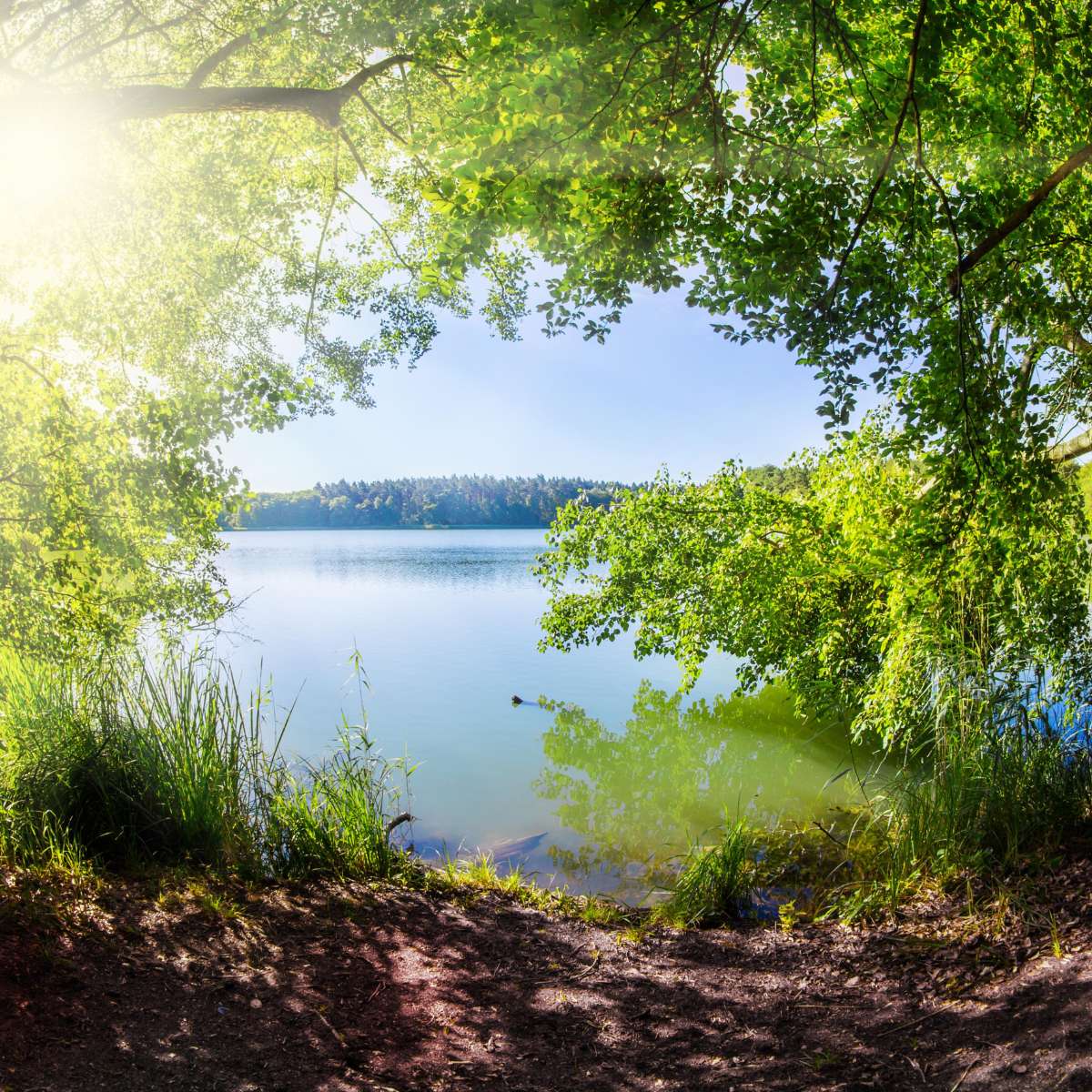lac d'Orient lac près de Troyes